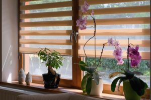 Pair of side-by-side windows with medium woodgrain frames, partially shaded by slatted wood blinds with potted plants on the windowsill